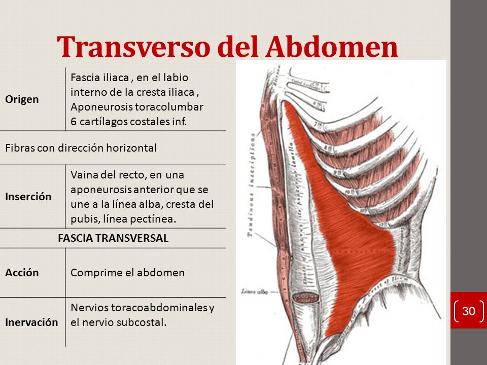 Abdominal transverso que es